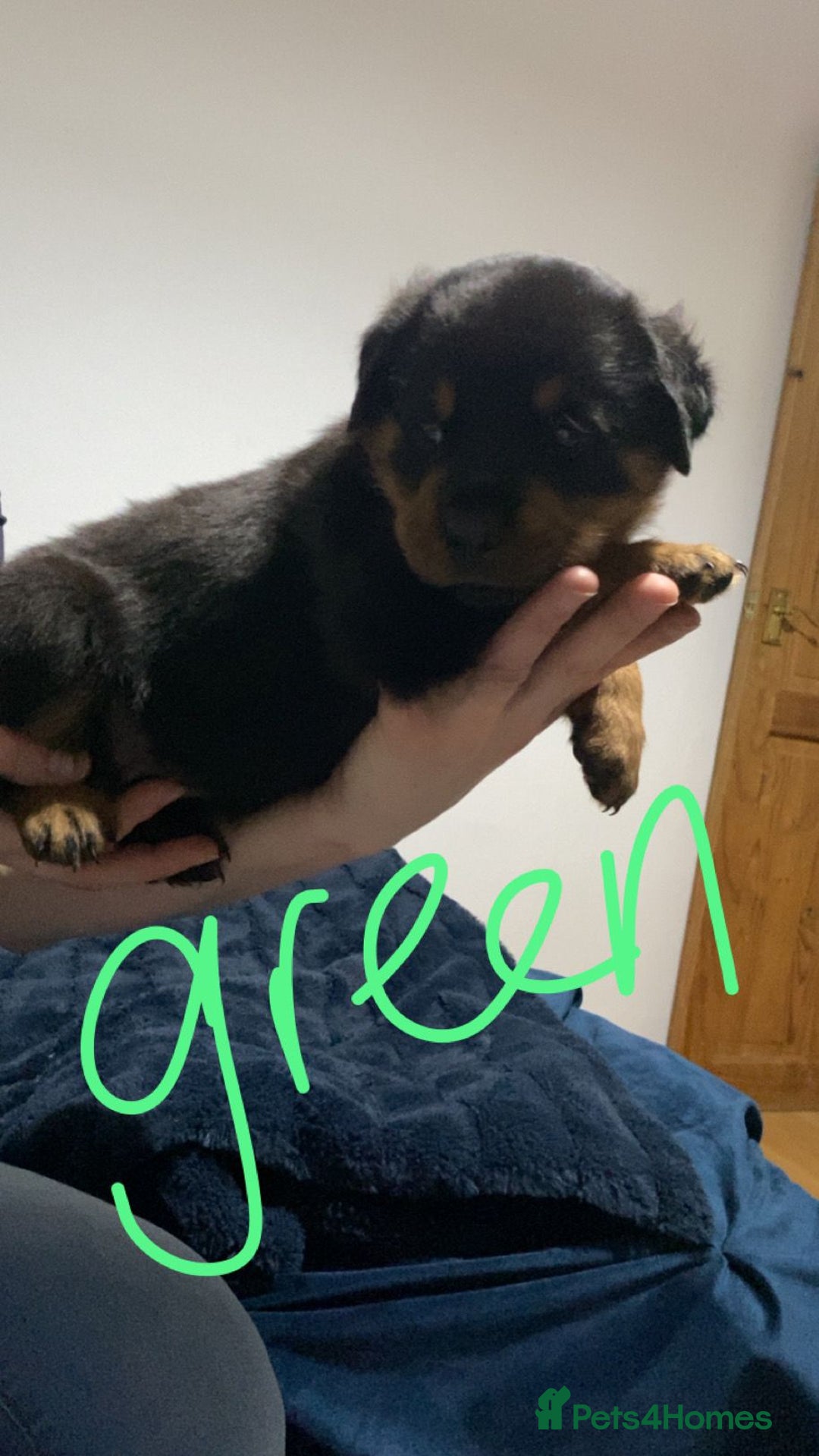 Rottweiler dogs for sale: Kc reg stunning rottweiler puppies - Advert 11