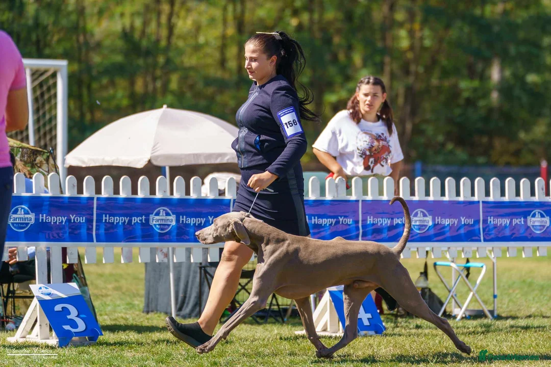 Weimaraner dogs for stud: Braveheart Duma Kazana PROVEN STUD DOG   in Edinburgh - Advert 9