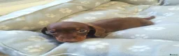 Miniature Dachshund dogs for sale: 🐶😍Miniature dachshund Puppies😍🐶 - Advert 7