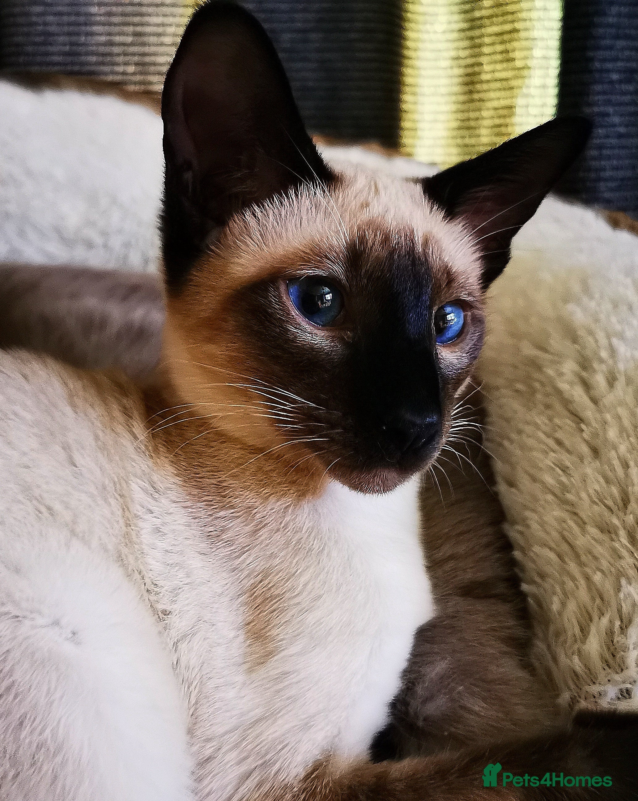 Siamese cats ❤️LOVING HOME WANTED FOR SIAMESE RUBY❤️ - Advert 1