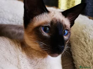 Siamese cats ❤️LOVING HOME WANTED FOR SIAMESE RUBY❤️ - Advert 4