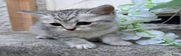 Scottish Fold cats for sale: Scottishfold kittens - Advert 4