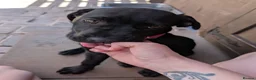 Cane Corso dogs for sale: Black female cane corso puppy  - Advert 8