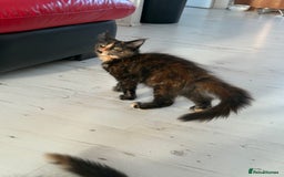Maine Coon cats for sale: 2 GIRLS LEFT Purebred Maine Coon Kittens Blackburn - Image 14