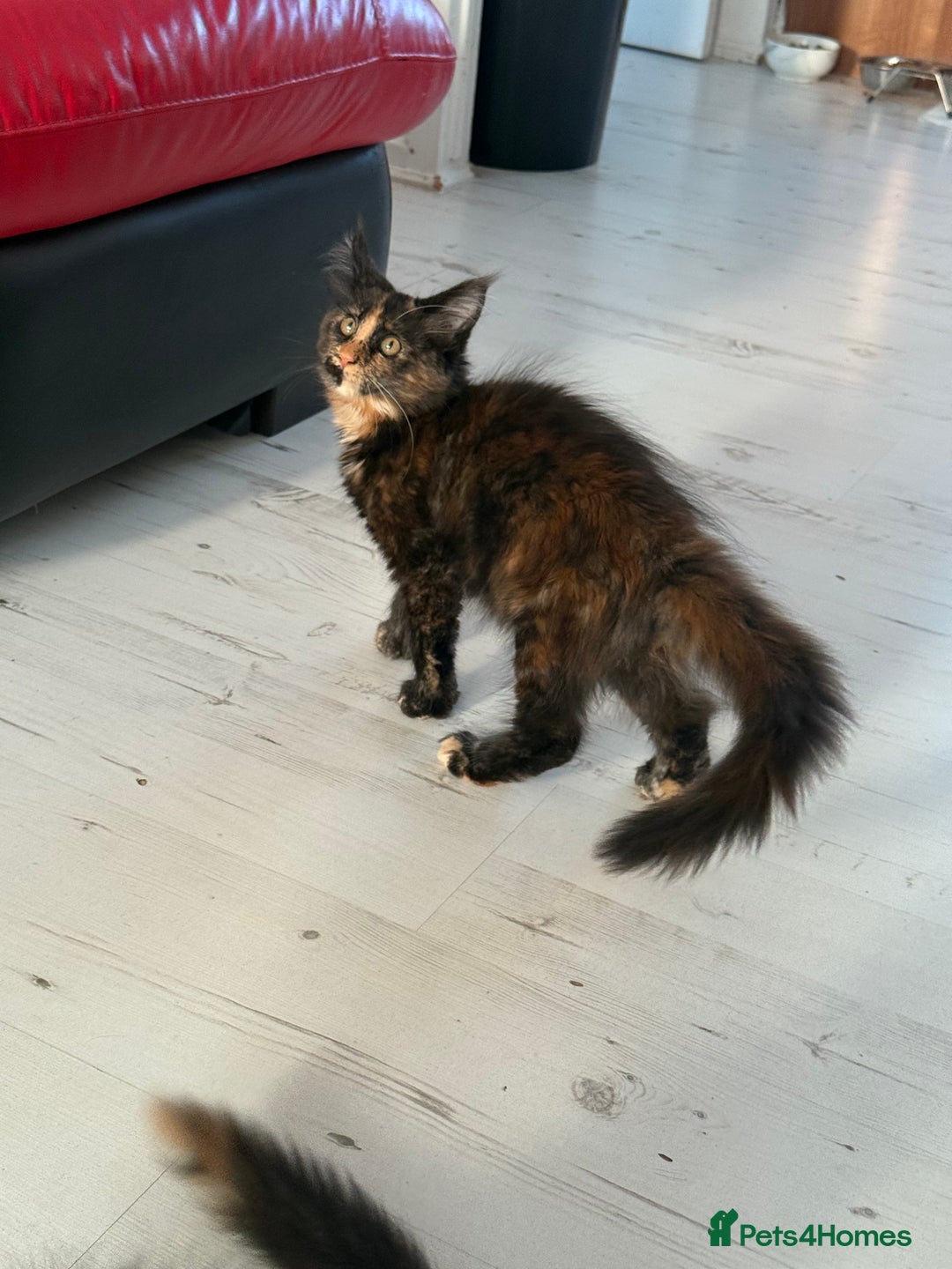 Maine Coon cats for sale: 2 GIRLS LEFT Purebred Maine Coon Kittens Blackburn - Image 14