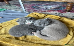 British Shorthair cats for sale: GCCF kittens  - Advert 13