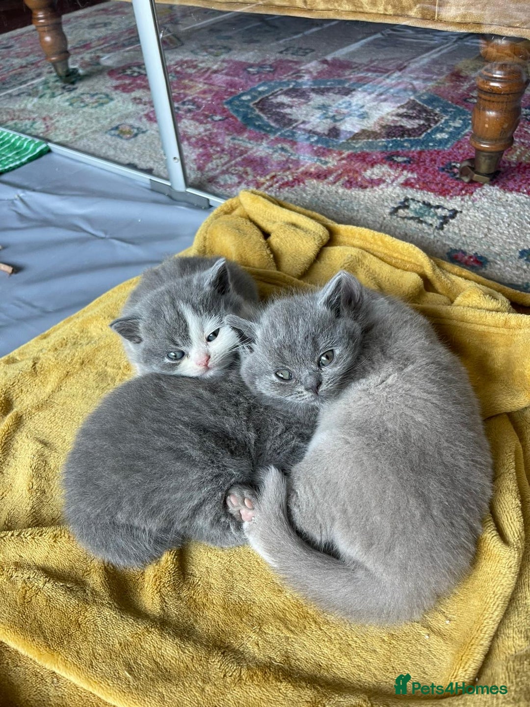 British Shorthair cats for sale: GCCF kittens  - Advert 13