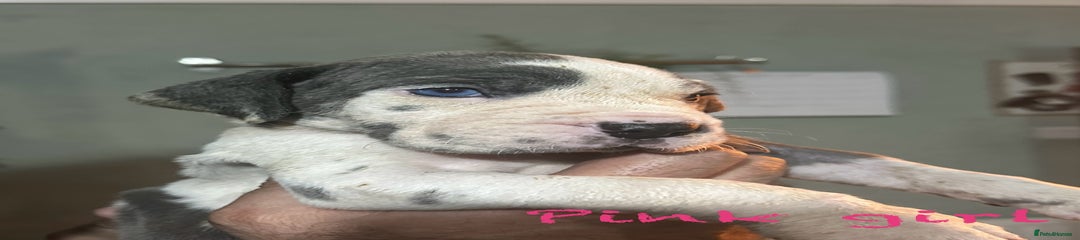Great Dane Puppy 1 - pink collar reserved!