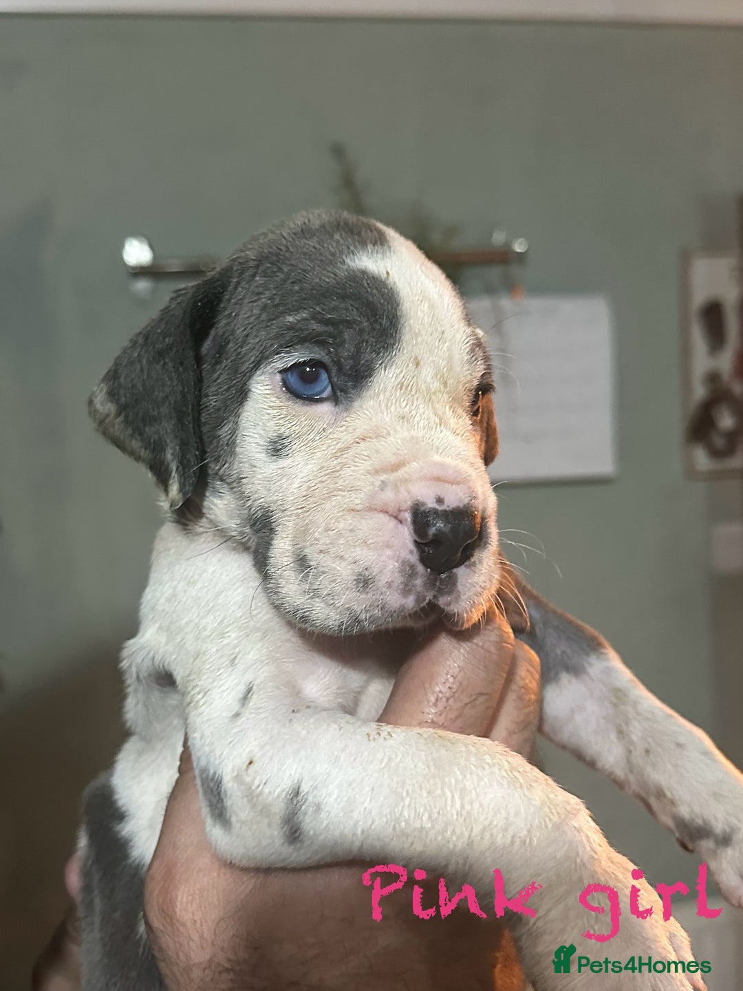 Great Dane dogs for sale: KC registered blue Great Dane puppies - Image 6