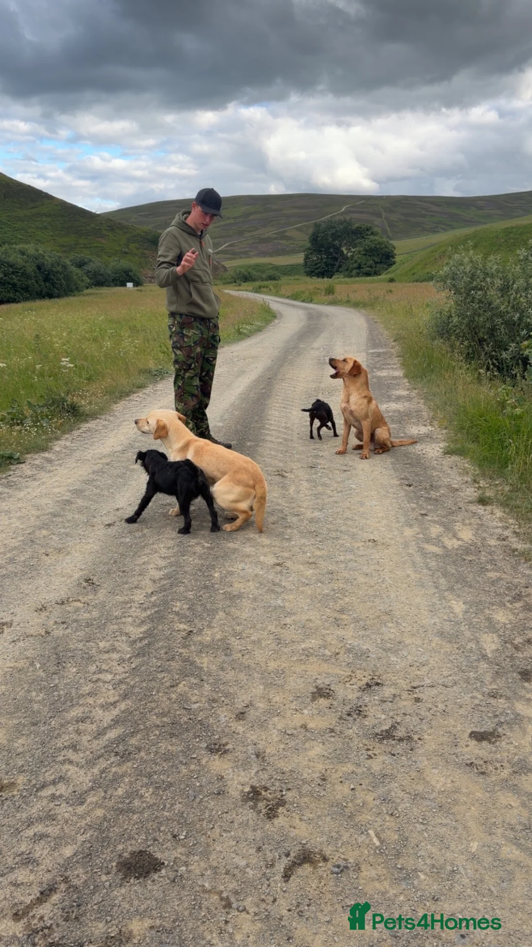 Labrador Retriever dogs for sale: Labrador  - Advert 3