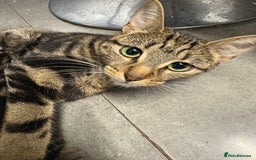 Mixed Breed cats for sale: Kittens for sale  - Image 8