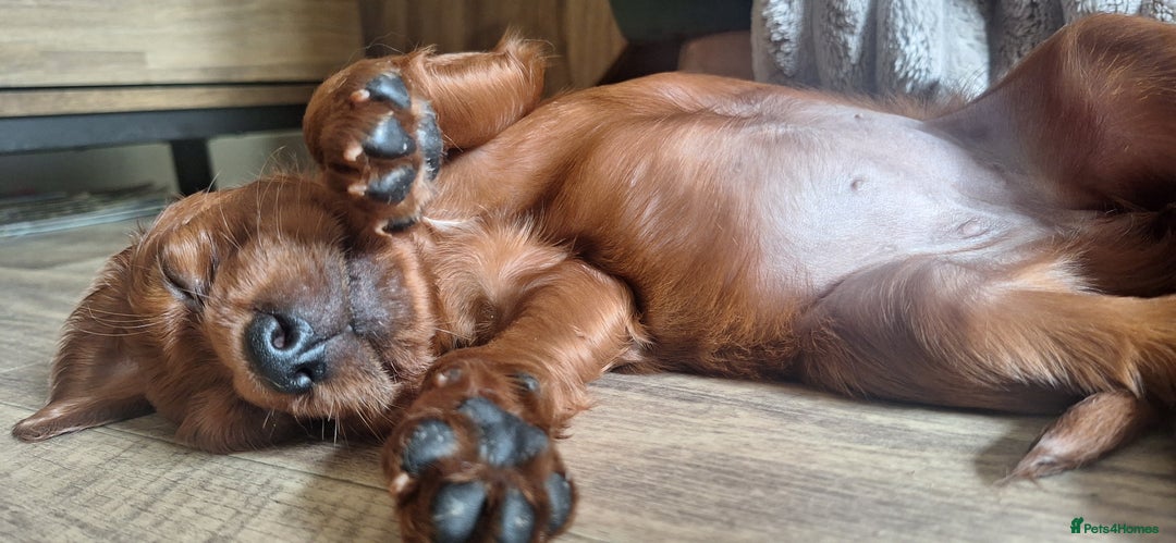Irish Setter dogs for sale: KC Irish Setter Puppies  - Image 12