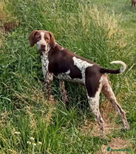 Pointer dogs Pointer female   - Advert 1