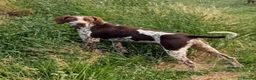 Pointer dogs for sale: Pointer female   - Advert 1