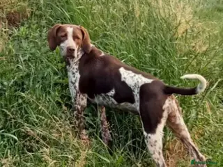 Pointer dogs for sale: Pointer female - Advert 1