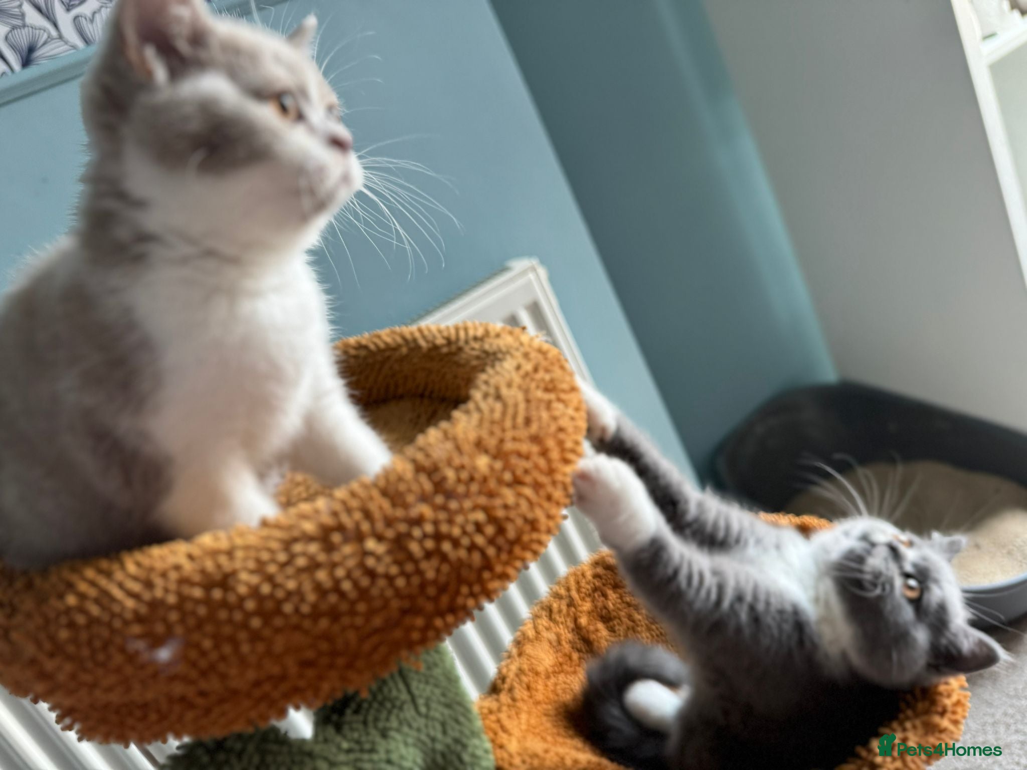 British Shorthair cats 🐾British Shorthair Kittens GCCF Registered🐾 - Advert 1