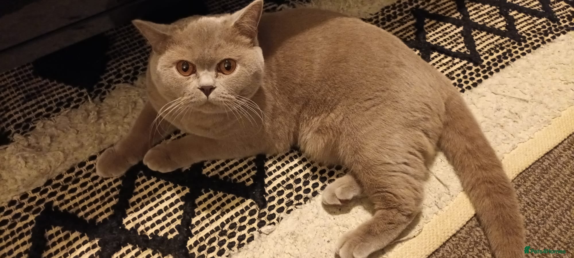 British Shorthair cats Stunning championship BSH Tica Active Registered  - Advert 1