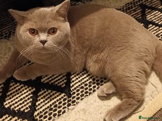 British Shorthair cats Stunning championship BSH Tica Active Registered - Advert 1