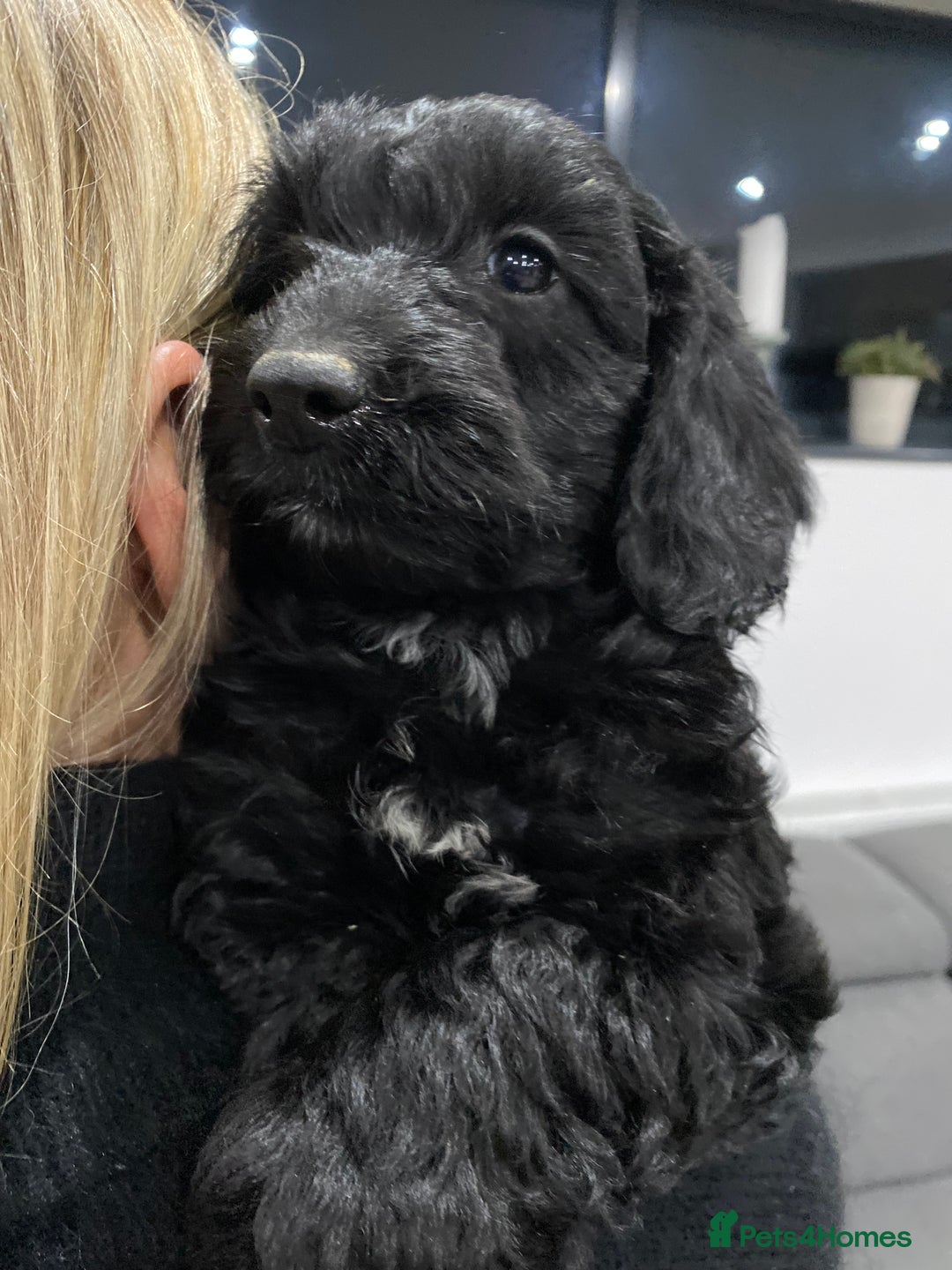 Cockapoo dogs for sale: F1 toy cockerpoo - Advert 4