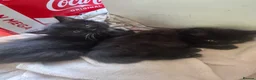 Mixed Breed cats for sale: Mixed Maine coons  - Advert 12