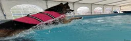 German Shepherd dogs for stud: Stunning Long-Coat German Shepherd Stud Available in Preston - Advert 3