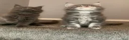 Maine Coon cats for sale: AMAZING TICA REGISTERED KITTENS - Advert 4