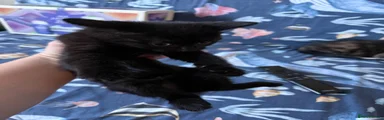 Domestic Shorthair 2