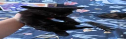 Domestic Shorthair cats for sale: Kittens for sale in Spalding - Advert 7