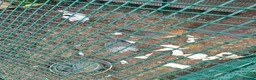 Chickens poultry for sale: Whole flock needing a home - Advert 2