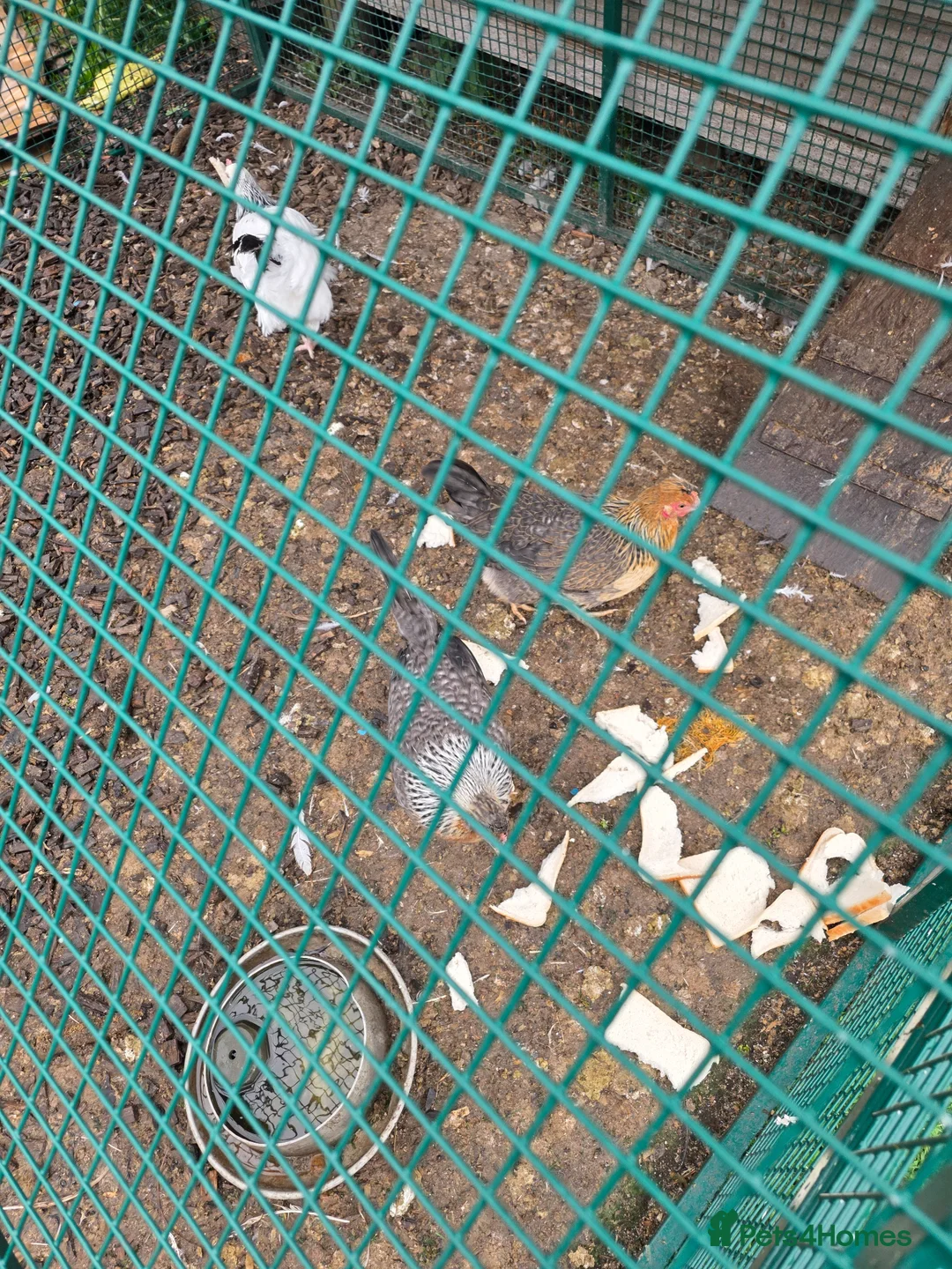 Chickens poultry for sale: Whole flock needing a home - Advert 2