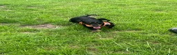 Dachshund dogs for sale: Lollie the Dachshund ⭐ - Advert 8