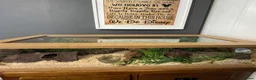 Corn Snake reptiles for sale: Corn snake Snow Tessera + set up in Calne - Advert 4