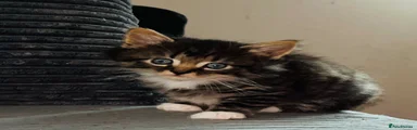 Kiki is sold 