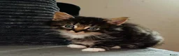 Mixed Breed cats for sale: 3 kittens beautiful little characters  - Advert 8