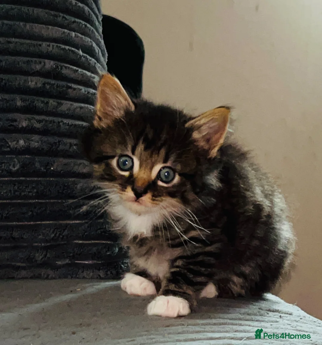 Mixed Breed cats for sale: 3 kittens beautiful little characters  - Advert 8
