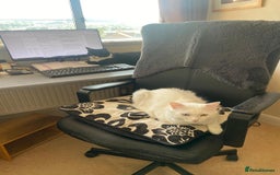 Mixed Breed cats for adoption: 🐾 Meet Indoor cat Maxey  - Image 2