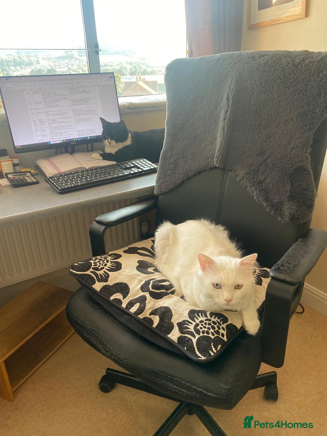 Mixed Breed cats for adoption: 🐾 Meet Indoor cat Maxey  - Image 2