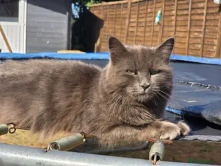 Russian Blue cats Beautiful Female Longhaired Russian Blue - Advert 12