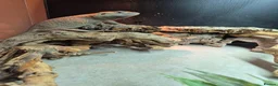 Bearded Dragon reptiles for sale: Hypo Trans Zero bearded dragon + full set up in Winchester - Advert 6