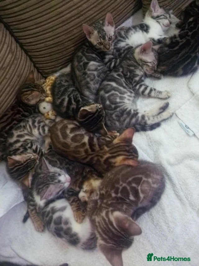 Bengal cats Full & Half Breed Bengal Kittens  - Advert 2