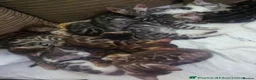 Bengal cats for sale: Full & Half Breed Bengal Kittens  - Advert 1