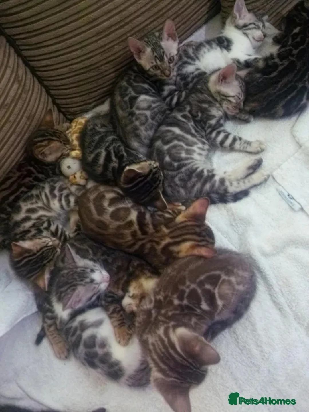 Bengal cats for sale: Full & Half Breed Bengal Kittens  - Advert 1