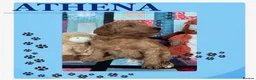 Australian Labradoodle dogs for sale: Australian Labradoodle puppies - Advert 34