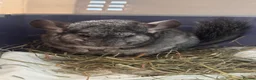 Chinchilla rodents for sale: Mango in Southampton - Advert 1