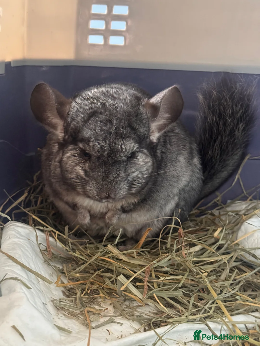 Chinchilla rodents for sale: Mango in Southampton - Advert 1