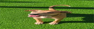 Bonnie