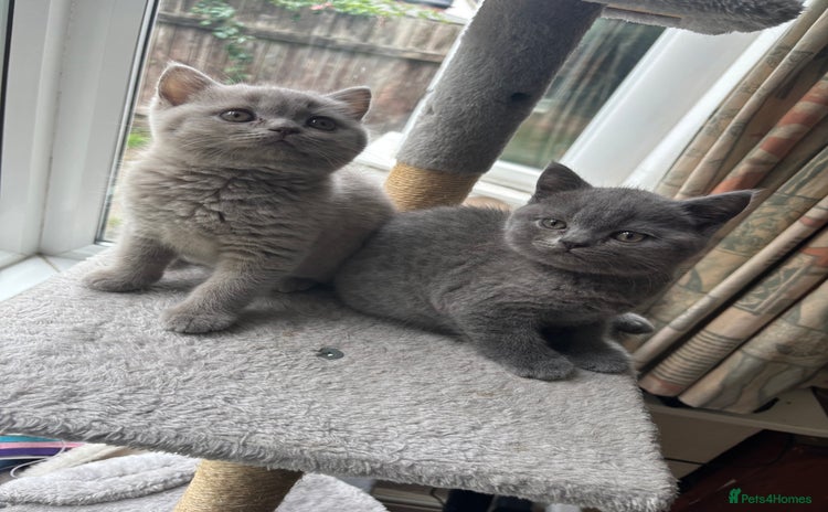 British Shorthair cats - Advert 7