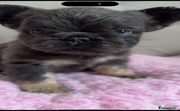 French Bulldog dogs - Advert 8