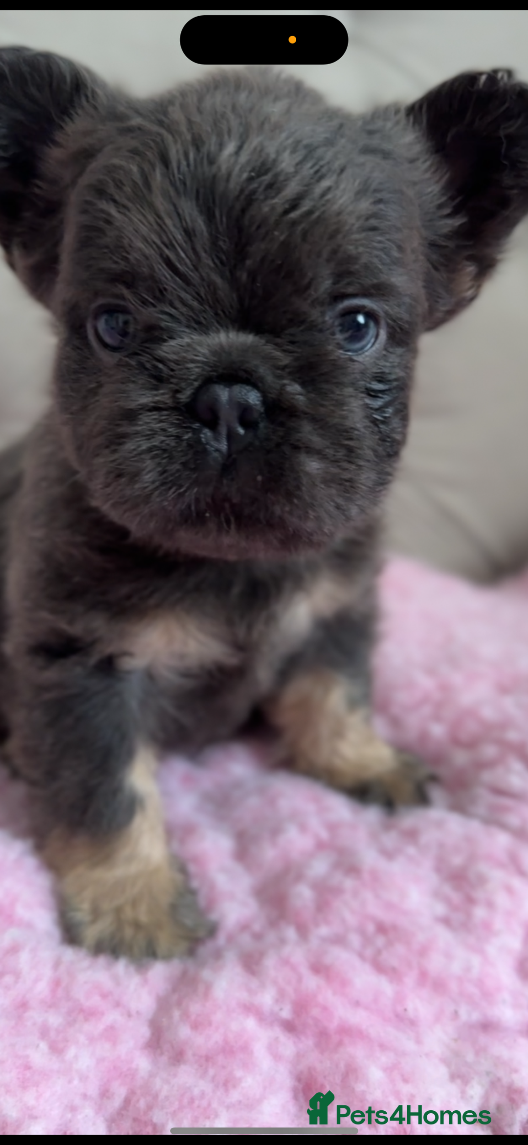 French Bulldog dogs for sale: French bulldog, Floodles, Furnishings  - Image 1