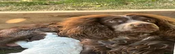 Sprocker dogs for sale: Sprocker spaniel - Advert 5